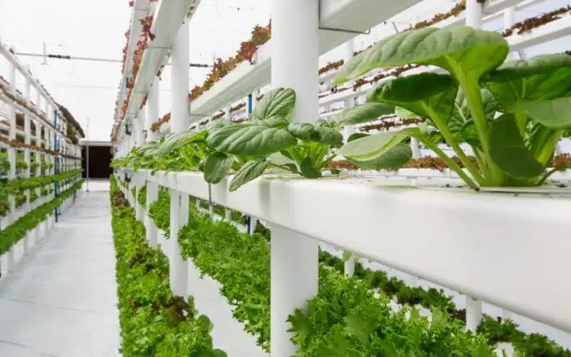 Herb Hydroponics